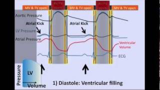 The Cardiac Cycle [upl. by Nuri]