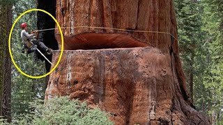 Top BIG Tree Fails  Stupid People Cutting Down Giant Trees [upl. by Haile]