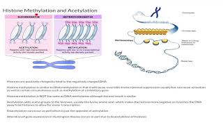 Histone Methylation and Acetylation [upl. by Weider]