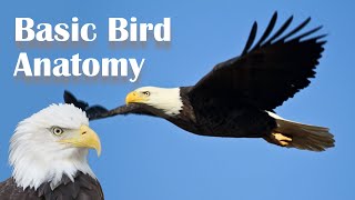 Basic Bird Anatomy [upl. by Odelinda405]