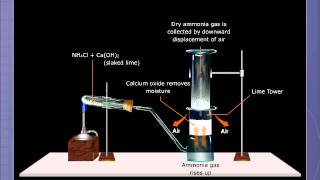 Preparation of Ammonia [upl. by Daniala]