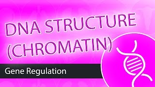 DNA Structure Chromatin [upl. by Peoples4]