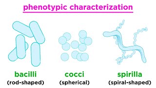 Taxonomy of Bacteria Identification and Classification [upl. by Ferna]