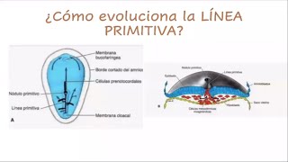 Embriología general tercera semana repaso [upl. by Puff]