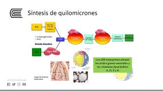 Metabolismo de los lípidos [upl. by Joiner222]