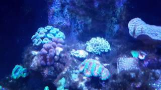 Hydrogen peroxide dosing in reef tank [upl. by Lesna333]