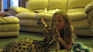 Serval Cat Playing With Kids [upl. by Amalea]