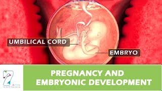 Pregnancy and Embryonic Development [upl. by Evante]