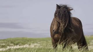 Discover Sable Island National Park Reserve [upl. by Anidam]