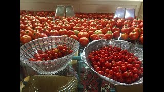 How To Can Tomatoes  The Easy Way [upl. by Larianna441]