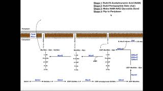 Biosynthesis of Peptidoglycan in Bacteria [upl. by Pace]