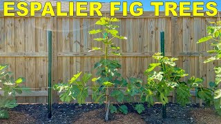 How To Espalier Fig Trees  Complete Guide From Start To Finish [upl. by Janyte]