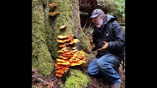 Foraging and Cooking Chicken of the Woods Mushrooms [upl. by Afaw391]