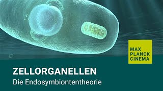 Zellorganellen  Die Endosymbiontentheorie [upl. by Walling]