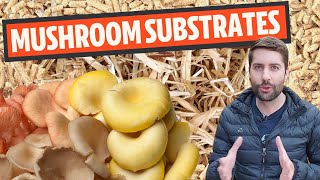 Understanding Mushroom Substrates What Do Mushrooms Grow On [upl. by Padriac]