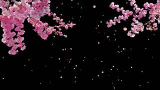 Cherry Blossom Tree with Falling Petals on Transparent Background  Stock Video [upl. by Ianaj]