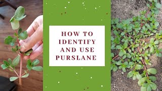 How to identify and use purslane [upl. by Zorah]