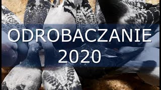 Testowe Odrobaczanie Gołębi Pocztowych 2020  Pigeon Deworming [upl. by Nnaael]