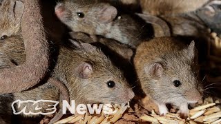 Millions of Mice Are Terrorizing Australia [upl. by Lalitta]