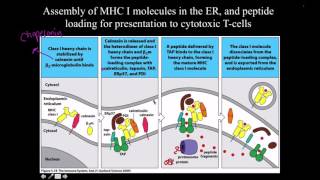 Immunology MHC Antigen Processing and Presentation [upl. by Caffrey]