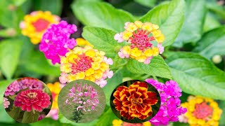 10 Best Annual Flowers That Can Tolerate Full Sun  Gardening Tips [upl. by Syst]