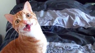 Funny Cats and Kittens Meowing Compilation [upl. by Dijam116]