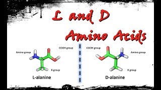 L and D amino acids [upl. by Eugenides]