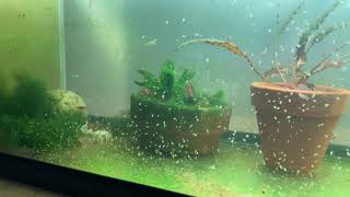 Daphnia Culturing Snails or no snails [upl. by Dustan504]