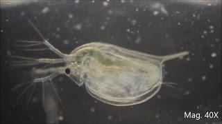 Daphnia magna under the Microscope [upl. by Noit]