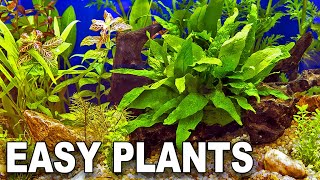 My Top 10 Easy Beginner Aquarium Plants [upl. by Eniahpets184]