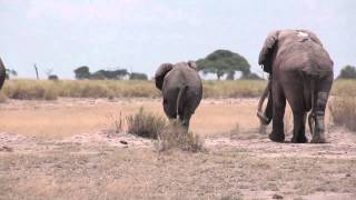 Elephant mating season in Amboseli Kenya [upl. by Ayital]