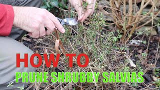 How to prune shrubby salvias [upl. by Lenette]