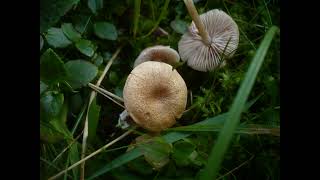 Entoloma noordeloosii [upl. by Amethist]