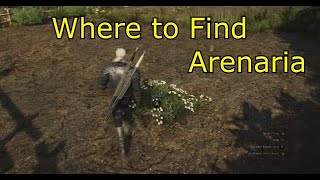 Where to Find Arenaria  The Witcher 3  Where is Arenaria for Specter Oil [upl. by Engvall854]