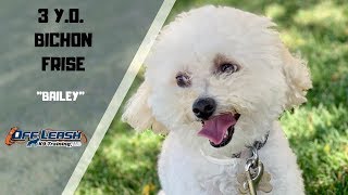 BICHON FRISE DOG TRAINING [upl. by Niels]