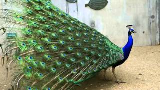 Pavo Real Común Cantando Sonido para Llamar El Mejor [upl. by Goldia]