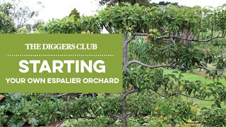 Starting Your Own Espalier orchard [upl. by Tegdirb]