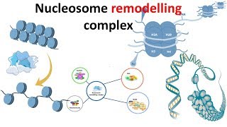 Nucleosome remodeling complex introduction [upl. by Aurlie]