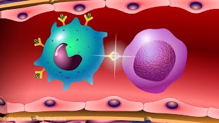 Vaccines and the Immune Response How Vaccines Work [upl. by Eram]