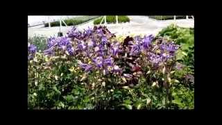 Best Perennials  Aquilegia Winky Blue amp White Columbine [upl. by Nitsa]