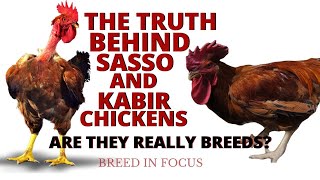 The Truth Behind SASSO and KABIR Chickens Are They Really Breeds  Breed in Focus [upl. by Seth918]