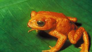 Animal Classifications Amphibians birds Reptiles Mammals insects amp fish [upl. by Aihsened]