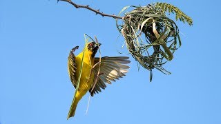 Weaver bird building a nest [upl. by Johnath917]