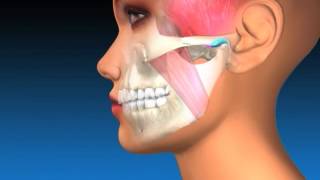 TMJ Explanation amp Therapy [upl. by Azilef]