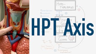 HPT Axis Feedback Loop  Hypothalamus Pituitary Thyroid [upl. by Annawak338]