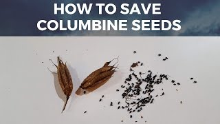 Save Columbine  Aquilegia Seeds How to harvest seeds from Columbine Flower [upl. by Adiam]