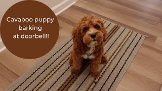 Cavapoo puppy barking at doorbell [upl. by Yelnoc]