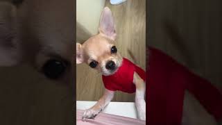 Chihuahua barking for attention [upl. by Dotson]