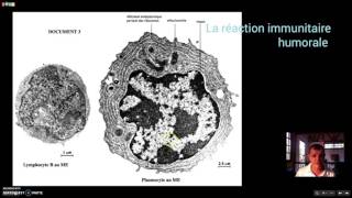 La réaction immunitaire humorale [upl. by Hinckley]
