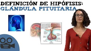 Definición de hipófisis glándula pituitaria [upl. by Tilla929]